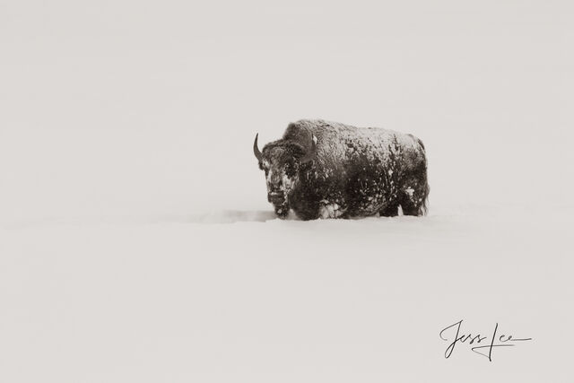 Lone Bull Bison in sepia