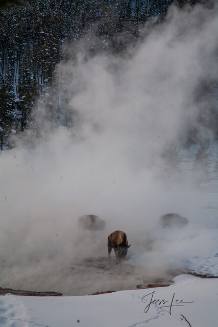 Buffalo in Hot Springs