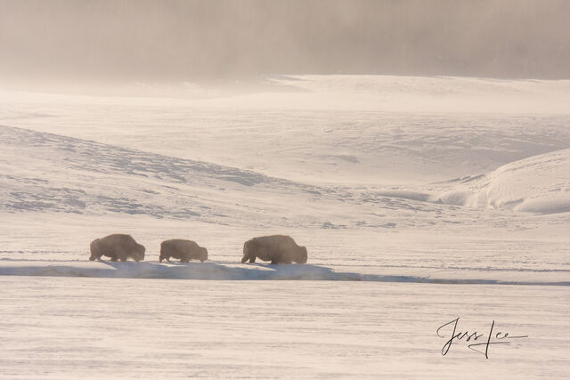 Bison winter trio in sepia