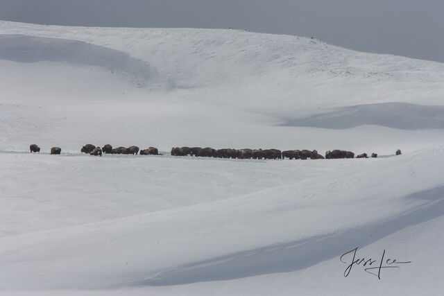Hayden Valley Bison herd in winter