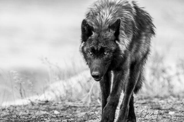 Fine Art Limited Edition Print of a Yellowstone Wolf in Snow, The Reaper - Yellowstone Wolf.