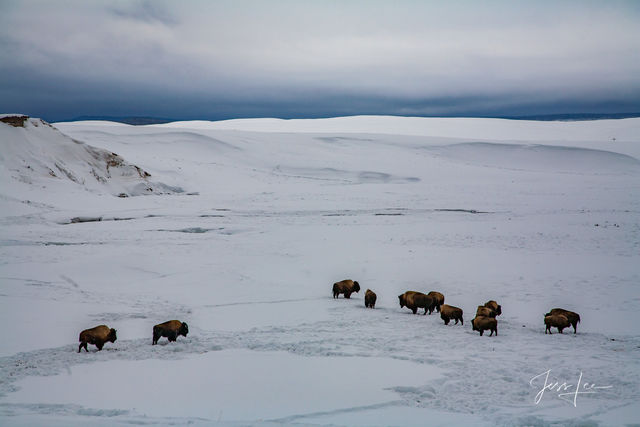 Buffalo Herd in Yellowstone Winter