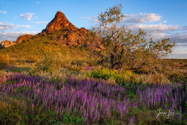 Desert Badlands Desert Photography Print