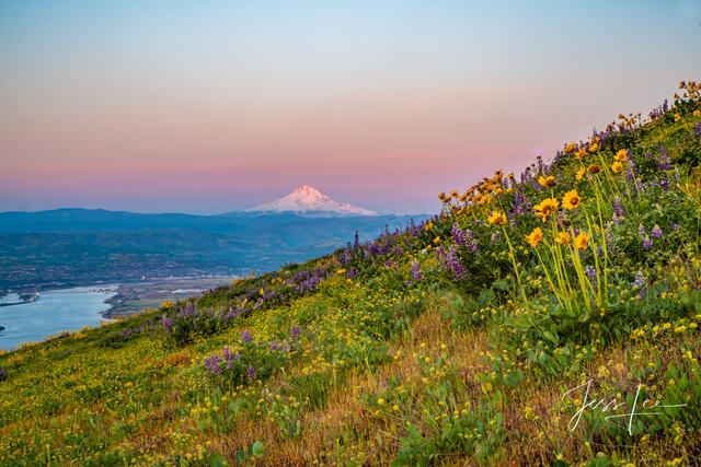 columbia hills flowers