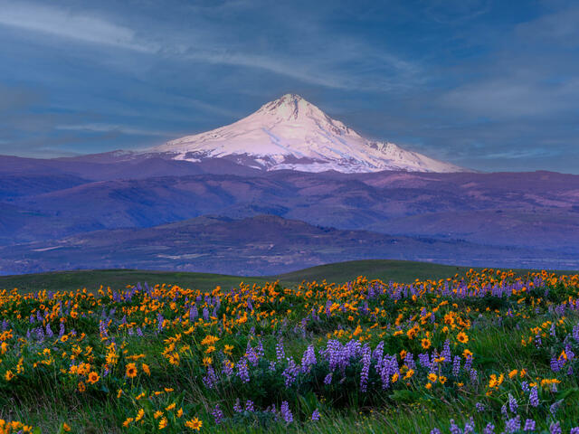 MT Hood and Spring Flowers in a fine Art Print.