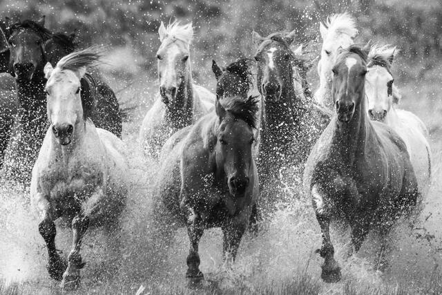 Cowboy Black and White Photo Print