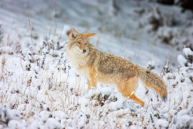 Coyote Picture 