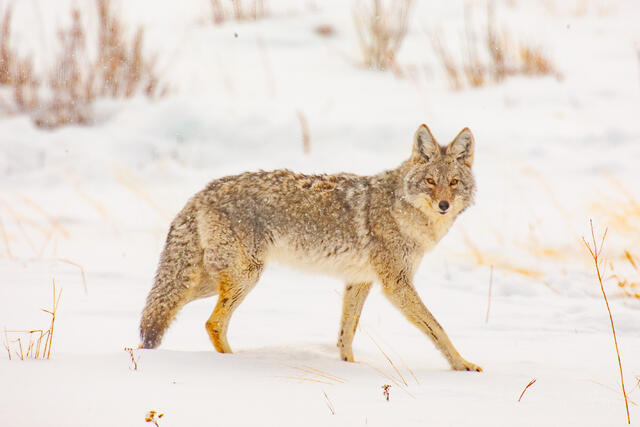 Coyote Photo 