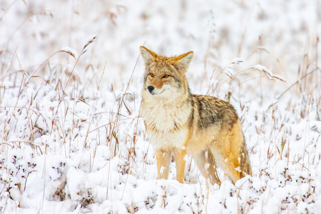 Coyote Picture 