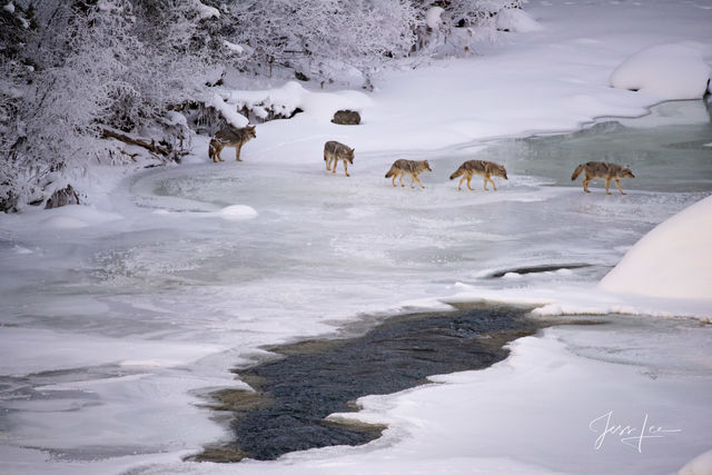 Photographing Yellowstone with jessleephotos.com Coyote Photo tour