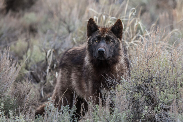 Last of the Druids, Yellowstone Wild Wolf Photograph.