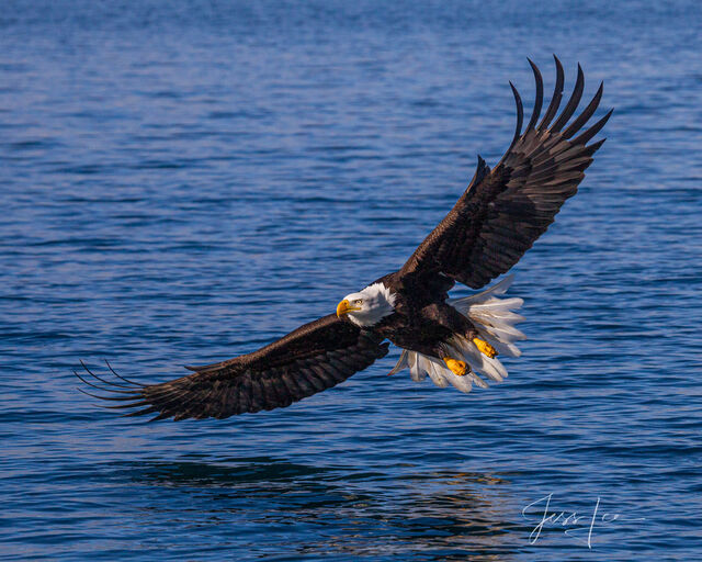 Grand Teton National Park eagle  Photo