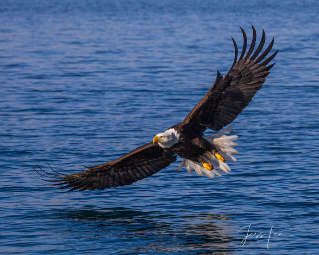 Grand Teton National Park eagle  Photo