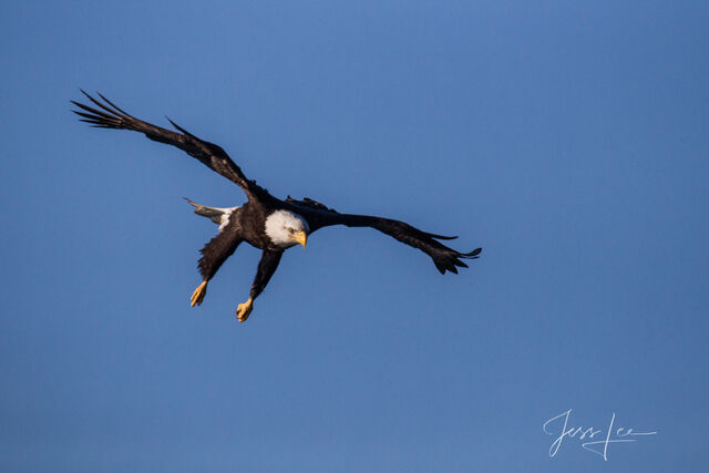 To Soar