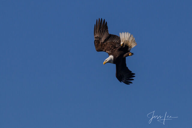 Diving Eagle