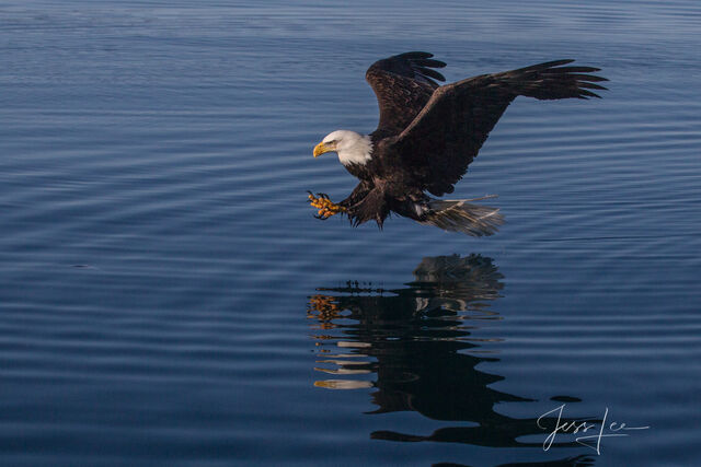 Bald Eagles Flying Photos | Eagles Fishing Fine Art Prints