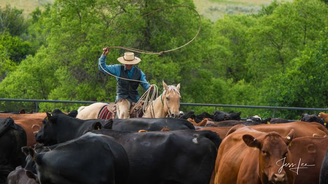 Buckaroo Cowboy Roping 