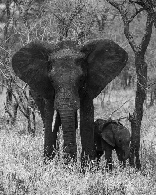 Elephant Baby and Mom in the Forest