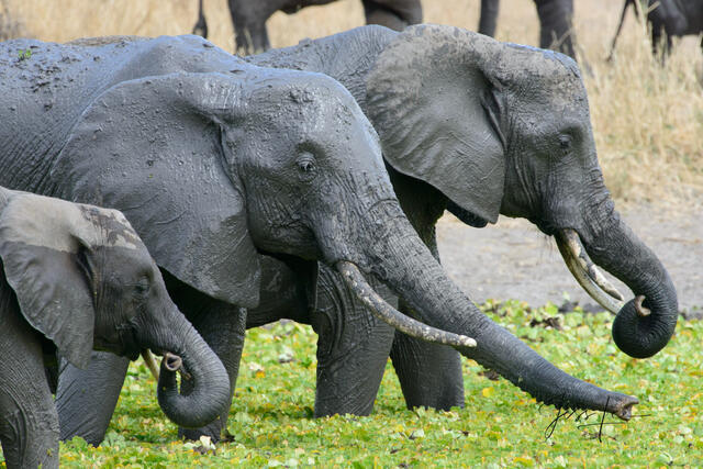 Elephant Photography Print Tusker
