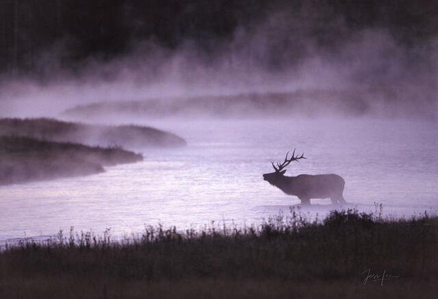 Elk Photo Print, Bull Elk