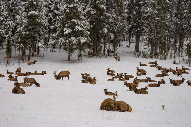 Elk herd in winter