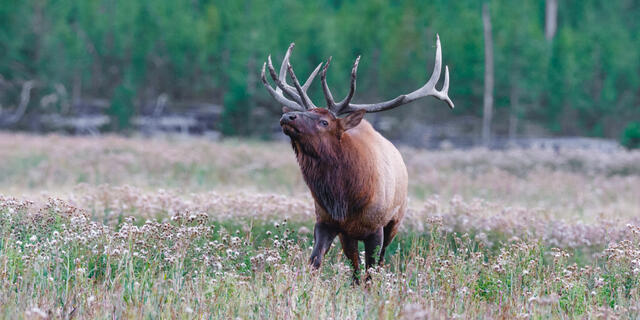 Bull Elk calling