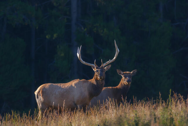 Bull Elk on the forest edge is bugling.