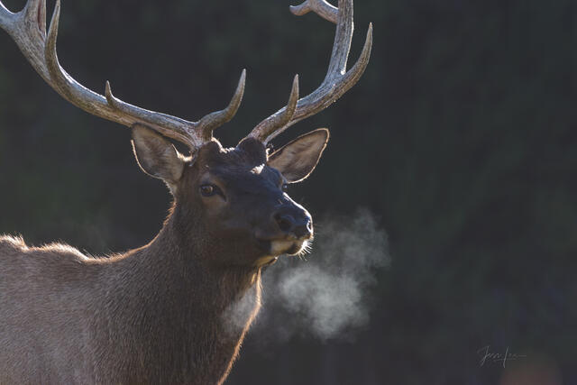 Frosty breath from a bull Elk