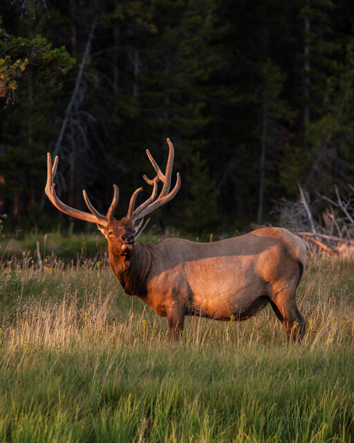Regal Bull Elk