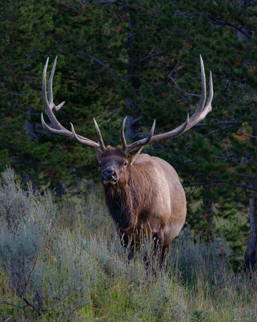 Elk Photo Print, Bull Elk