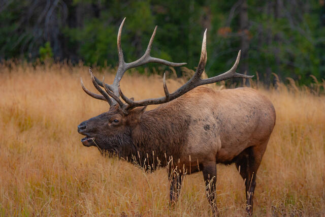 Bull elk bugling in meadow