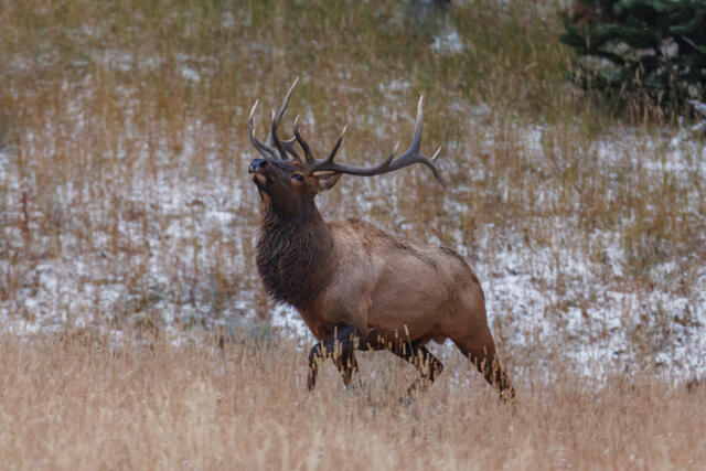 Aggravated bull elk