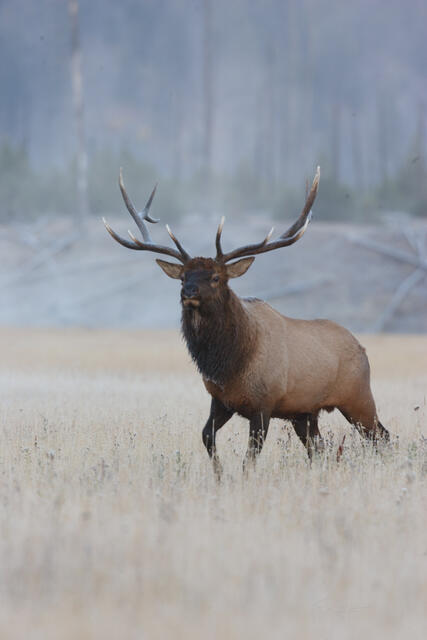 The Challenge bugling elk