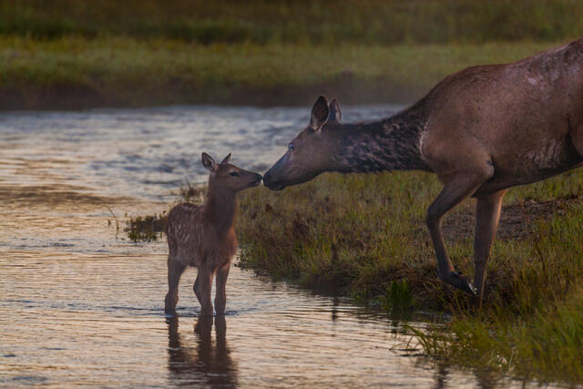 Elk cow and calf Kissing
