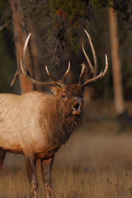soft calling elk