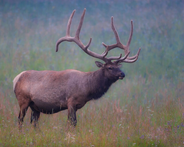 Elk in morning mist