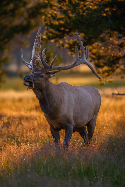Bull Elk shedding the velvet from antlers