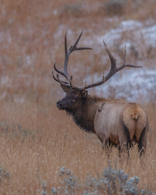 Big Bull Elk in Snow