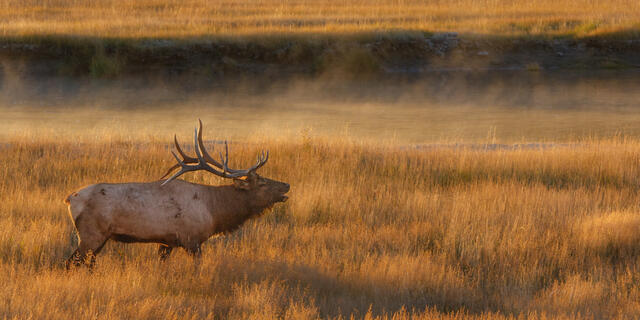 Elk bugling with frosty breath