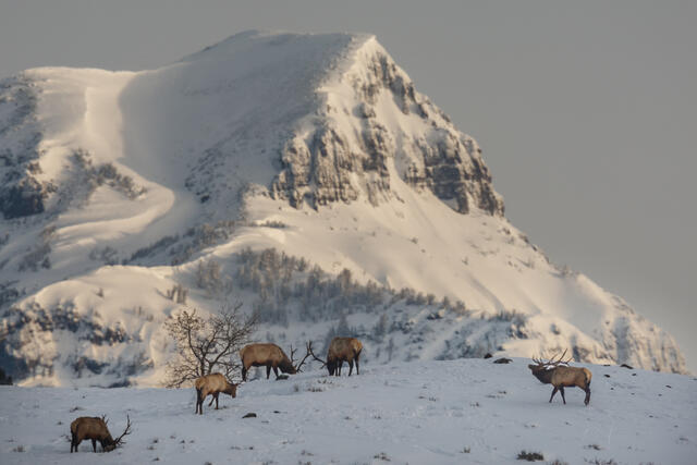 Bull Elk wintering in the high country with snow.