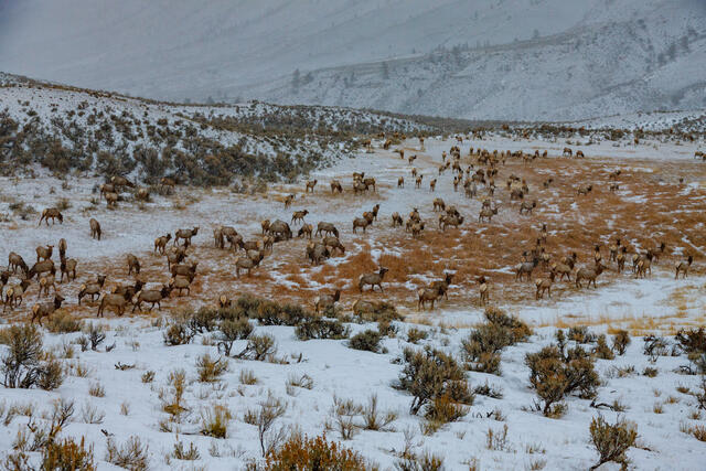 Elk Photo Print,  Elk herd in winter