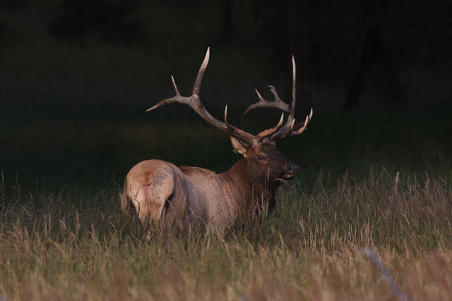 Elk Photo Print, Bull Elk