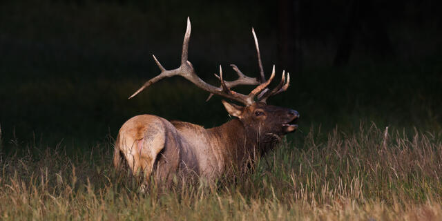 Elk Photo Print, Bull Elk bugling