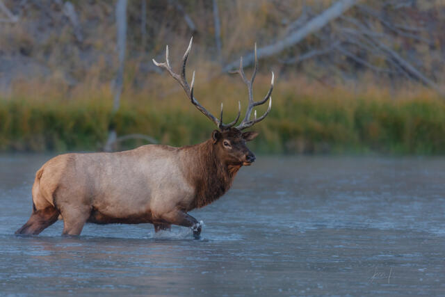 Bull Elk crossing the river.