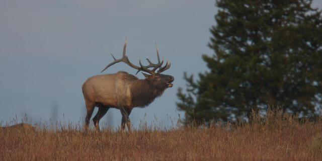Bugling elk on a ridge at sunrise.