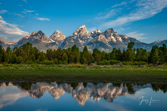 Grand Teton National Park Photo Print of Elk grazing along the Snake River with the snowcapped Teton Range in the background.