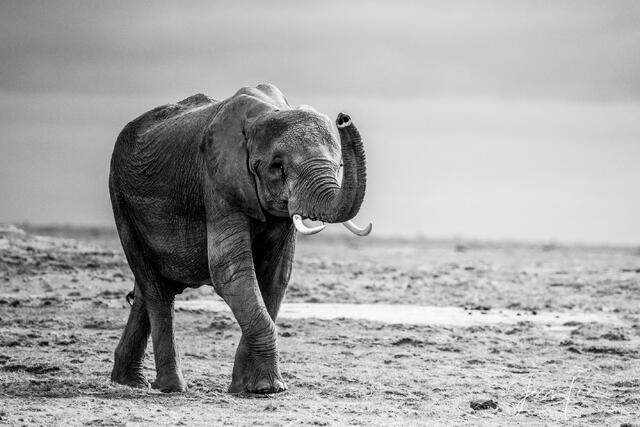 Elephant Photography Print Baby trumpeting