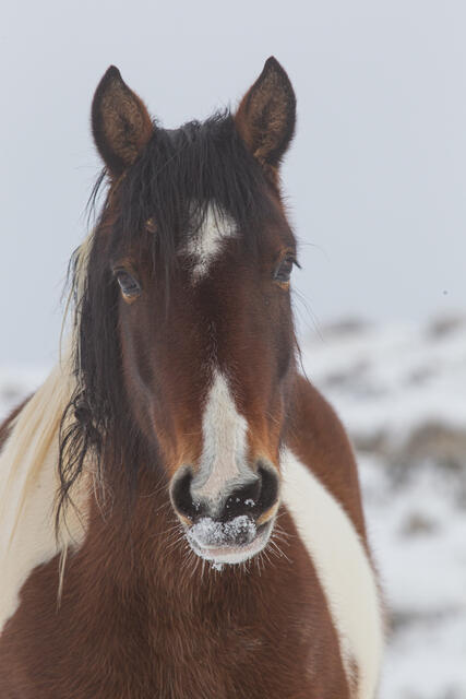 Winter Paint