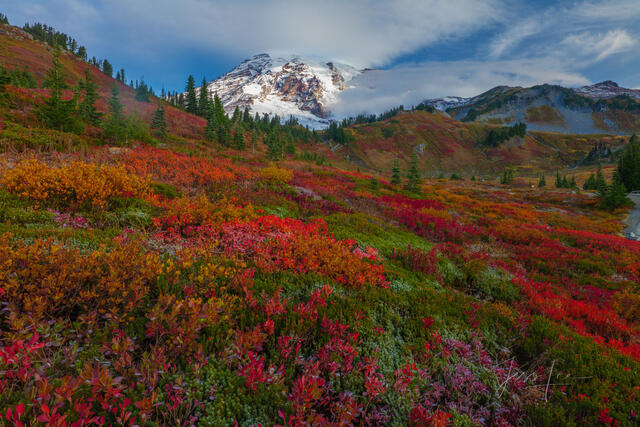 Mount Rainer Photograph Fine Art Print of fall red color flowers and snow-capped mountain photo.
