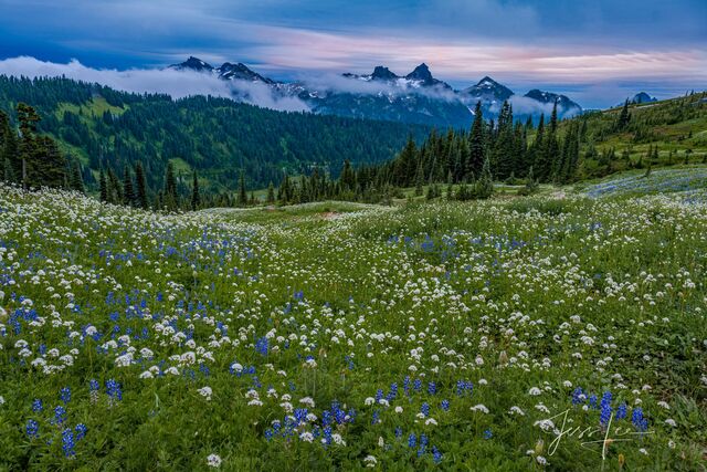Mount Rainer Photograph Fine Art Print of summer flowers blue color and snow capped mountain photo. print